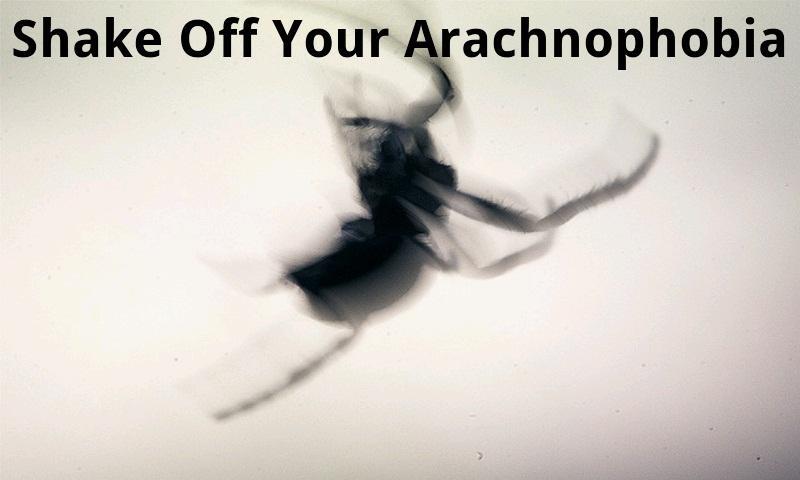 Shake Off Your Arachnophobia