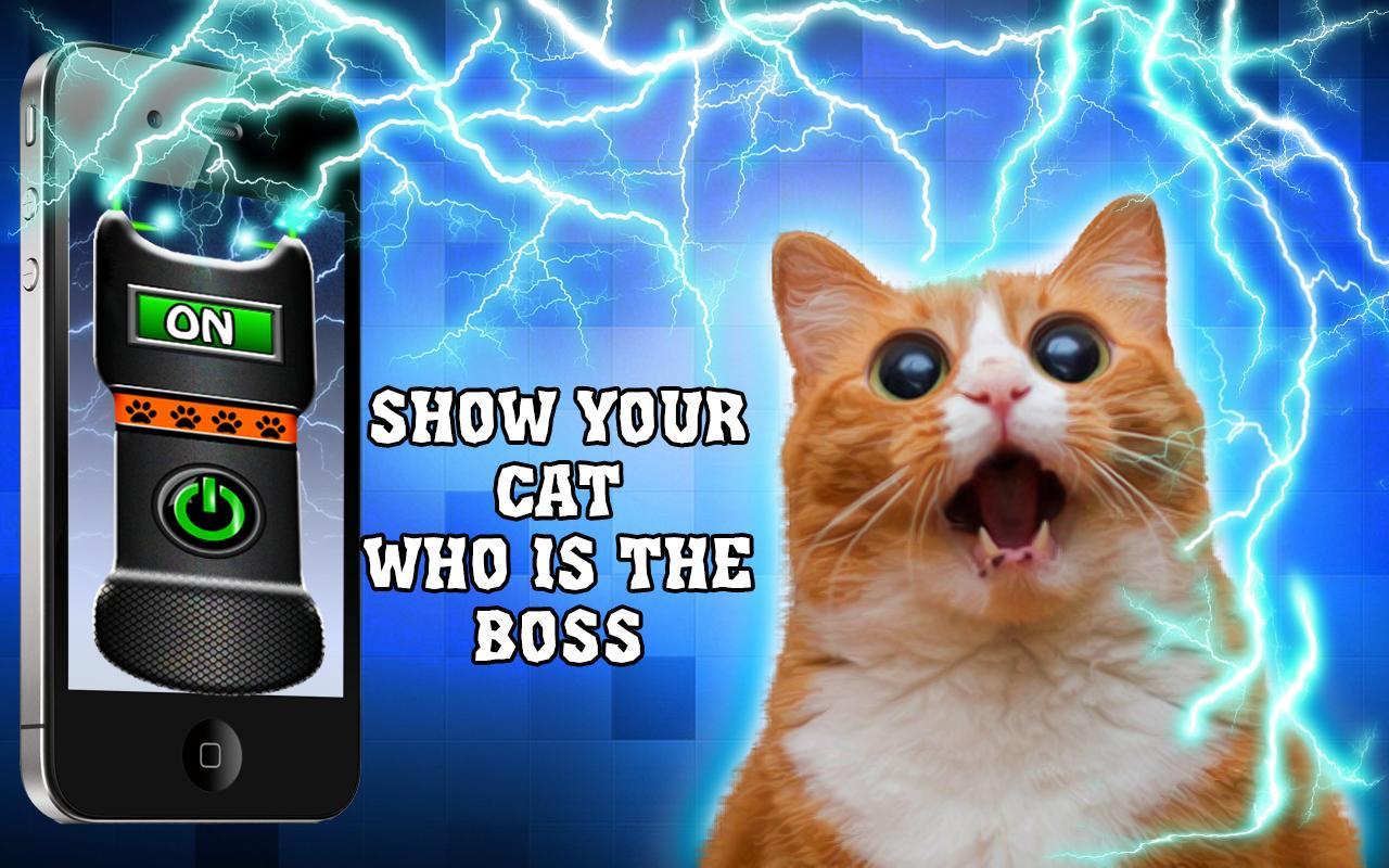 Cat simulator: stunner